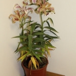 Cleaning Day ~ Toilet Plant needs fresh air ~ 5 April 2014 (427x640)