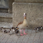 family-of-egyptian-geese-that-were-bred-on-top-of-sanctuary-roof-babies-made-debut-on-20-may-2011-1-640x480
