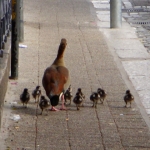 family-of-egyptian-geese-that-were-bred-on-top-of-sanctuary-roof-babies-made-debut-on-20-may-20116-640x480