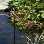 fun-walk-2011-54-640x480