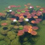 fun-walk-2011-66-640x480