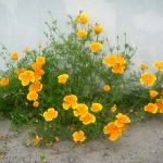 heatherdale-fete-2011-131-640x480