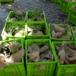 heaven-garden-launch-1-november-2012-123-640x480