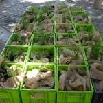 heaven-garden-launch-1-november-2012-130-640x480