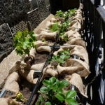 heaven-garden-launch-1-november-2012-189-480x640