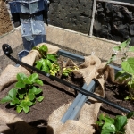 heaven-garden-launch-1-november-2012-190-480x640