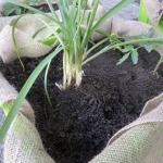 heaven-garden-launch-1-november-2012-195-480x640