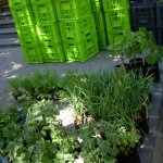 heaven-garden-launch-1-november-2012-20-480x640