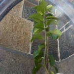 heaven-garden-launch-1-november-2012-200-480x640