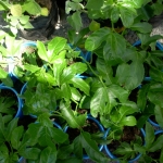 heaven-garden-launch-1-november-2012-28-640x480