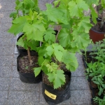 heaven-garden-launch-1-november-2012-29-480x640