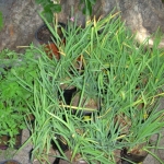 heaven-garden-launch-1-november-2012-31-640x480