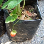 heaven-garden-launch-1-november-2012-51-480x640