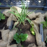 heaven-garden-launch-1-november-2012-91-480x640