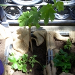 heaven-garden-launch-1-november-2012-92-480x640