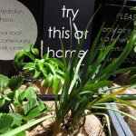 methodist-church-planting-c-stephen-lamb-oct-2012-all-rights-reserved-touching-the-earth-lightly-105-of-156