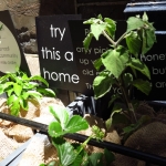 methodist-church-planting-c-stephen-lamb-oct-2012-all-rights-reserved-touching-the-earth-lightly-119-of-156