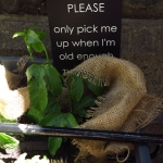 methodist-church-planting-c-stephen-lamb-oct-2012-all-rights-reserved-touching-the-earth-lightly-127-of-156