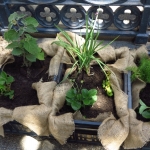 methodist-church-planting-c-stephen-lamb-oct-2012-all-rights-reserved-touching-the-earth-lightly-71-of-156