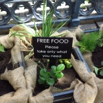 methodist-church-planting-c-stephen-lamb-oct-2012-all-rights-reserved-touching-the-earth-lightly-73-of-156